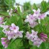 Honeysuckle, Lilac-flowered