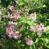 Deutzia, Pink