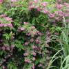 Deutzia, Pink