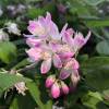 Deutzia, Pink