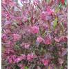 Hop Bush, purple