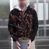 Hop Bush, purple
