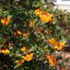 Barberry, Darwin's