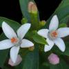 Long leaf waxflower