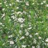 Long leaf waxflower