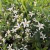 Long leaf waxflower