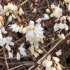 Forsythia, White