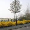 Forsythia, Border