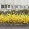 Forsythia, Border