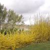 Forsythia, Border