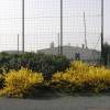 Forsythia, Border