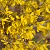 Forsythia, Border