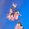 Forsythia, Pink Korean