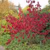 Red Spindle Tree