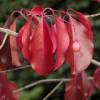 Red Spindle Tree