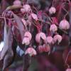 Red Spindle Tree