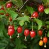 Goumi, Cherry Silverberry