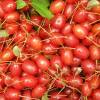 Goumi, Cherry Silverberry