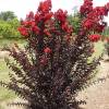 Crape Myrtle with black foliage - Red