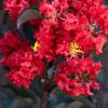 Crape Myrtle with black foliage - Red
