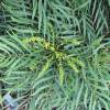 Mahonia without thorns 'Soft caress'