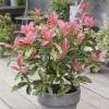 Photinia serratifolia 'Pink Crispy'