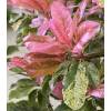 Photinia serratifolia 'Pink Crispy'