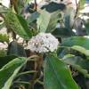 Photinia serratifolia 'Pink Crispy'