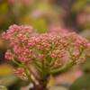 Photinia serratifolia 'Pink Crispy'