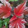 Ninebark 'Lady in Red'