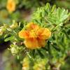 Potentilla, Orange