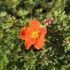 Potentilla, Orange