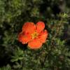 Potentilla, Orange