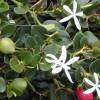 Natal Plum