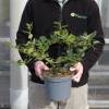 Natal Plum