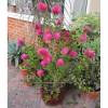 Bottlebrush, Pink