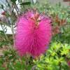 Bottlebrush, Pink