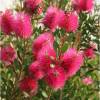 Bottlebrush, Pink