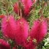 Bottlebrush, Pink