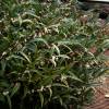 Sweet Box, Sarcococca