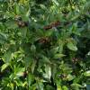 Sweet Box, Sarcococca