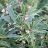 Sweet Box, Sarcococca