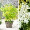 Elderberry, Black 'Golden Tower'