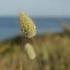 Grass, Hare's tail