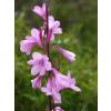 Bugle Lily, Pink