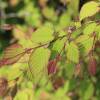 Hazel, Buttercup Witch, Winter Hazel