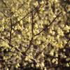 Hazel, Buttercup Witch, Winter Hazel