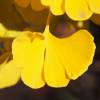 Ginkgo, Dwarf 'Mariken'