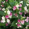 Weigelia bicolor white pink