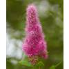 Spirea, Pink